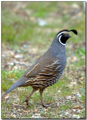 California Quail