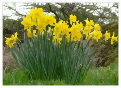 Daffodils on the Hill