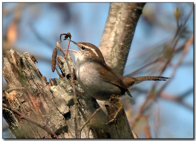 Bewicks Wren