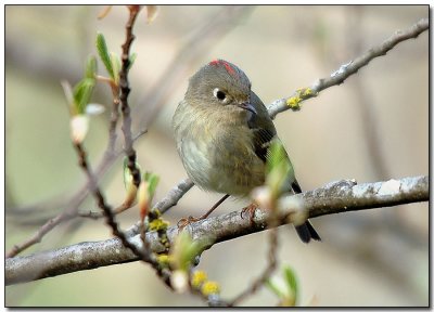 Ruby-crowned Kinglet