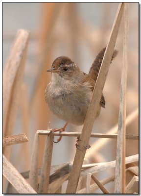 Marsh Wren