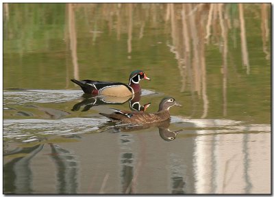 Mom &  Pop Wood Duck