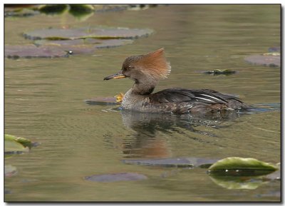 Female Hooded Merganser
