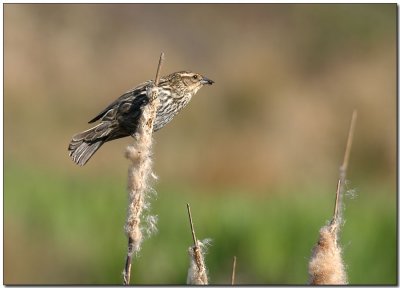 Female Red-winged Blackbird
