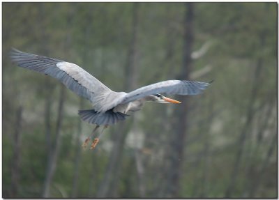 Here Comes the Heron!