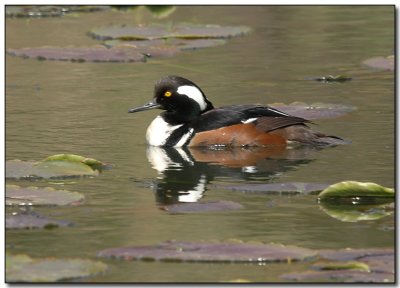 Hooded Merganser