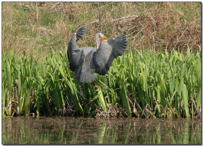 Landing