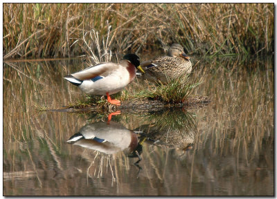 Mallards