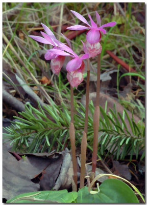 Pink Beauty on the Forest Floor