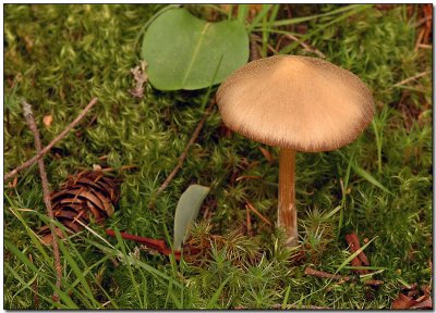 Inocybe - ??