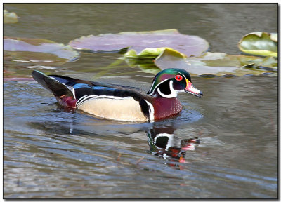 Wood Duck