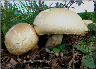 Agrocybe praecox??