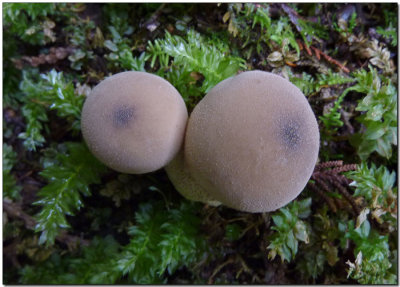 Lycoperdon pyriforme