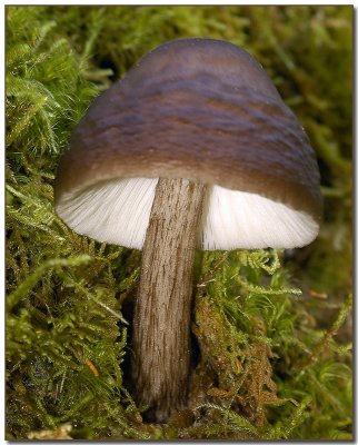 Fawn Mushroom