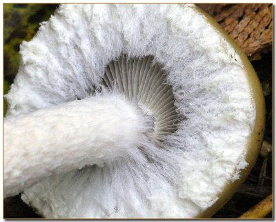 Stropharia ambigua cap