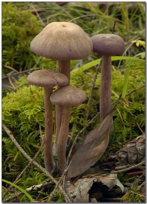 Laccaria amethysteo-occidentalis