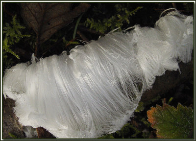 Silver Hair Frost