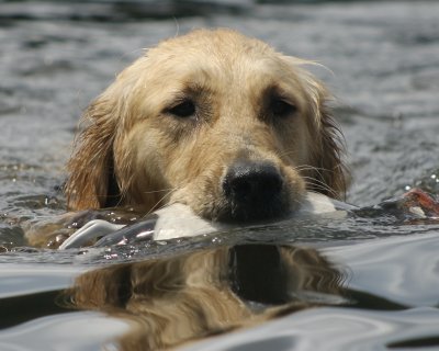 doggie_paddle