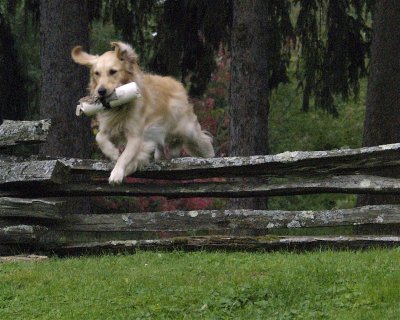 wildrose_kennels