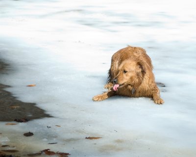 golden_retriever_meetup