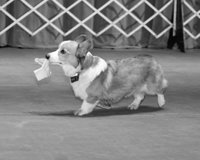 smrkc_agility_demo