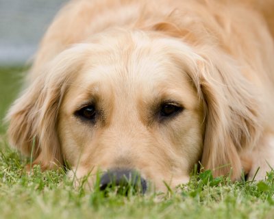 kennilworth_kennel_club