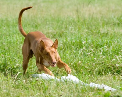 basha_lure_coursing