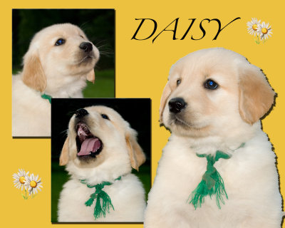 Daisy.jpg