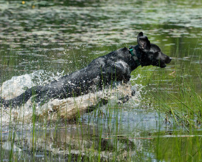 DSC_6302-Drake.jpg