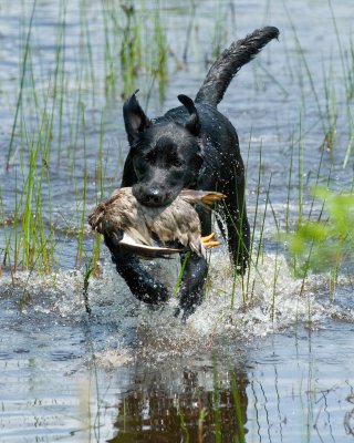DSC_6332-Drake.jpg