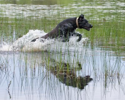DSC_6407-Pepper.jpg
