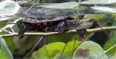 Perth Zoo Wetlands  Enclosure Western Swap Turtle (?)
