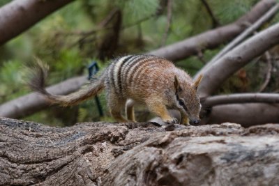 Perth Zoo Numbat