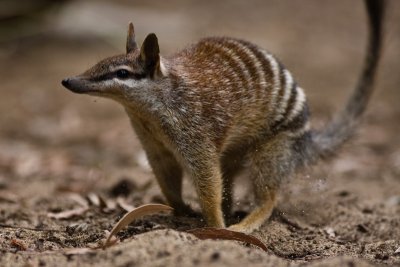 Perth Zoo Numbat