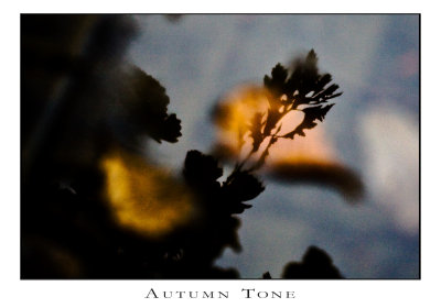 Autumn Tone