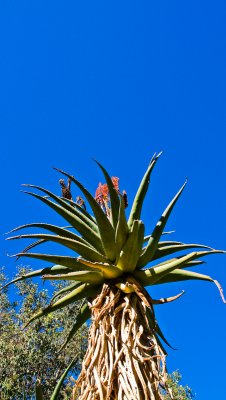 PiPs in Kings Park 02 - Day of the Triffids?