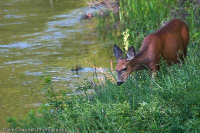 g3/25/741625/3/113165188.Nlhv9R8L.jpg