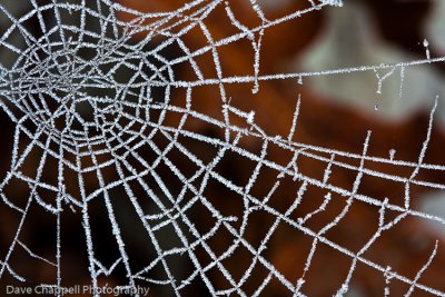 Spider Web with Frozen Dew