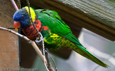 Parrot 1