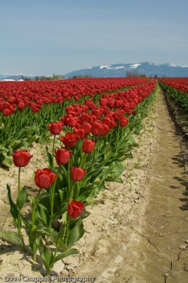 Red Tulip Rows