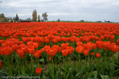 Red Tulips 2