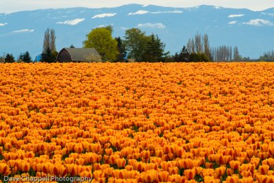 Orange Tulips with Mountains