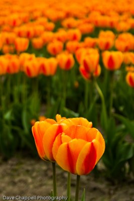 Two Stand Out