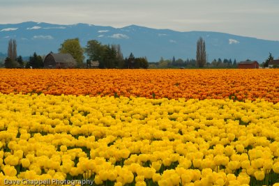 Yellow and Orange 2