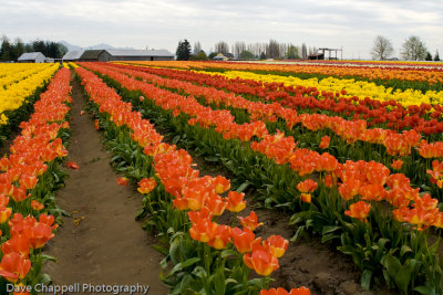 Tulip Rows