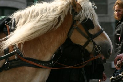 Vieux Qubec.jpg