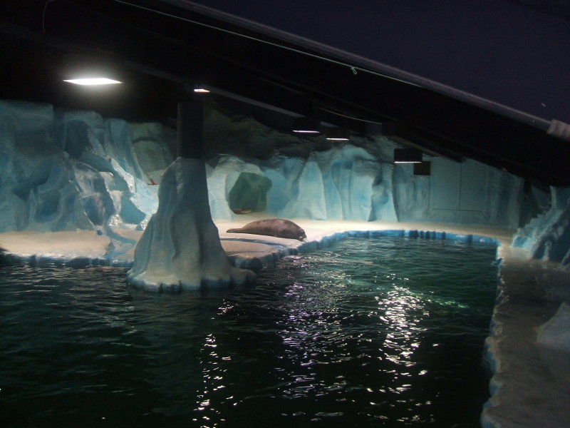 Arctic aquarim at Polaria