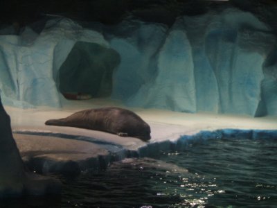 Seal at aquarium