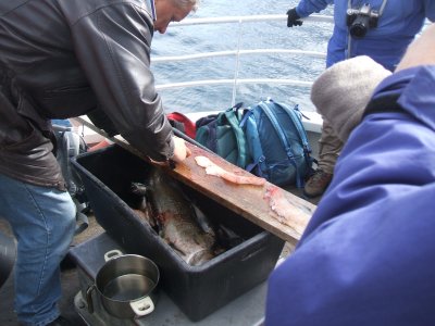 Boatmen cutting up some of the fish which we caught