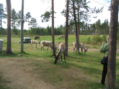 Reindeers have a vast area to roam freely in